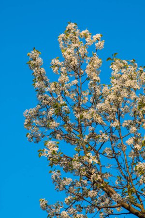 Téléchargez les photos : La poire de Bradford fleurit au printemps - en image libre de droit