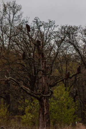 Foto de Buitres de pavo en árbol en Wildcat Glades en Joplin, Missouri - Imagen libre de derechos