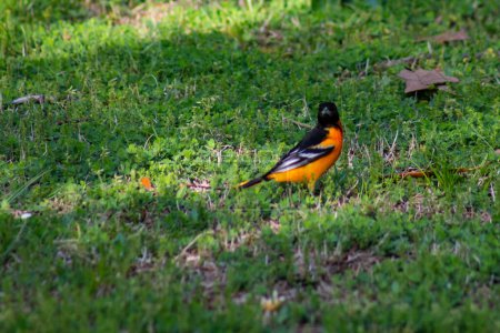 Photo for Baltimore oriole in backyard in springtime - Royalty Free Image
