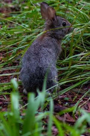 Foto de Bebé conejo cola de algodón oriental en la hierba en el patio trasero - Imagen libre de derechos