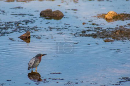 Photo for Green heron looking for food at King Jack Park in Webb City, Missouri - Royalty Free Image