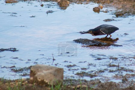 Photo for Green heron looking for food at King Jack Park in Webb City, Missouri - Royalty Free Image