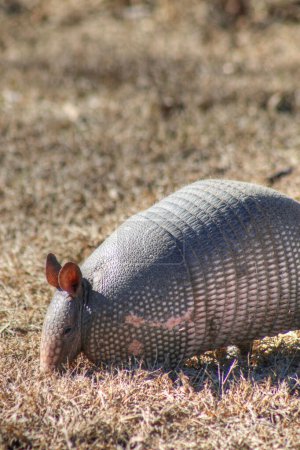 Photo for Armadillo (Dasypus novemcinctus) looking for food - Royalty Free Image