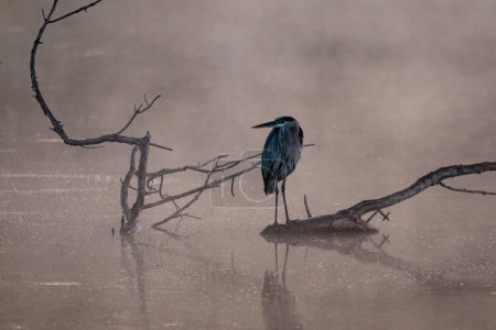 Photo for Great blue heron (Ardea herodias) looking for food at Kellogg Lake in Carthage, Missouri - Royalty Free Image