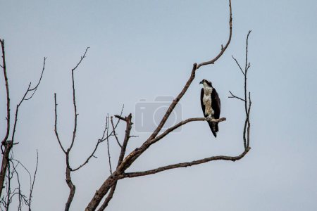 Foto de Osprey (Pandion haliaetus) sentado en un árbol en el Parque Schermerhorn en Galena, Kansas - Imagen libre de derechos