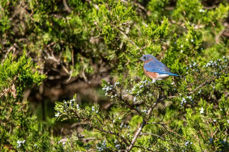 Foto de Pájaro azul del este (Sialia sialis) sentado en un árbol en el Parque Schermerhorn en Galena, Kansas - Imagen libre de derechos
