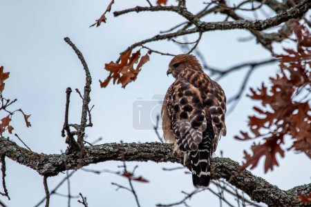 Téléchargez les photos : Faucon à épaulettes (Buteo lineatus) assis dans un arbre à Wildcat Glades à Joplin, Missouri - en image libre de droit