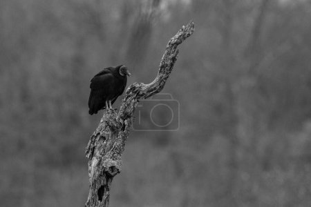 Foto de Buitre negro (Coragyps atratus) sentado en un árbol en Wildcat Glades en Joplin, Missouri - Imagen libre de derechos