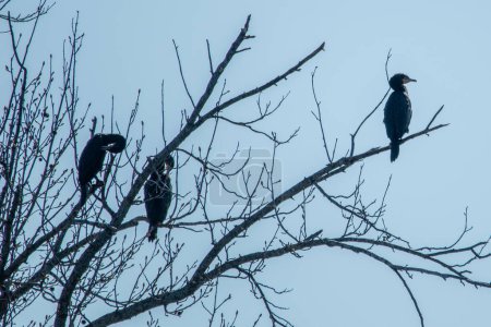 Photo for Double-crested cormorants (Nannopterum auritum) sitting in tree at Kellogg Lake in Carthage, Missouri - Royalty Free Image