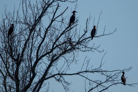 Double-crested cormorants (Nannopterum auritum) sitting in tree at Kellogg Lake in Carthage, Missouri