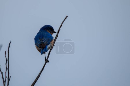Eastern bluebird (Sialia sialis) sitting in tree at Wildcat Glades in Joplin, Missouri