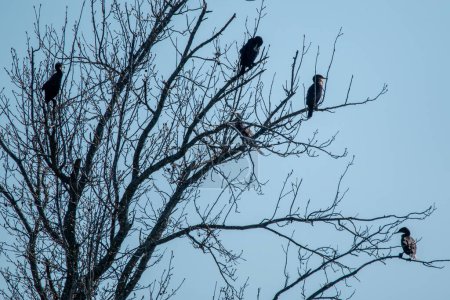 Double-crested cormorants (Nannopterum auritum) sitting in tree at Kellogg Lake in Carthage, Missouri