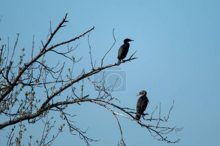Cormorans à aigrettes (Nannopterum auritum) assis dans un arbre au lac Kellogg à Carthage, Missouri