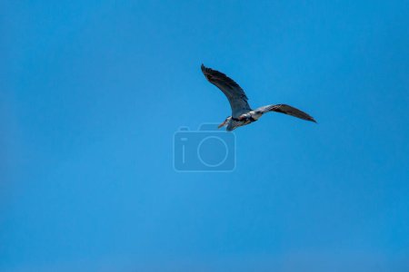 Great blue heron (Ardea herodias) in flight at Kellogg Lake in Carthage, Missouri