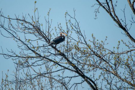 Great blue heron (Ardea herodias) sitting in tree at Kellogg Lake in Carthage, Missouri