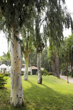 Téléchargez les photos : Beaux eucalyptus dans un complexe hôtelier à Antalya, Turquie - en image libre de droit