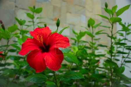 Foto de Hermosa flor de hibisco rojo con gotas de lluvia y con una casa de hermosas piedras en el fondo - Imagen libre de derechos