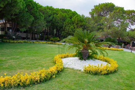 beautiful meadow area with yellow green Japanese spindle bushes Euonymus, palm trees and decorated with white stones in a hotel complex in Antalya Turkey