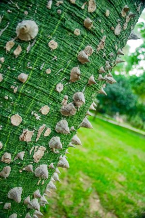 beautiful close-up of the big spiny tree "floret silk tree ceiba speciosa" in Turkey Antlaya