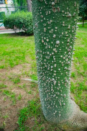 Téléchargez les photos : Un beau grand tronc vert d'un arbre à fleurs en soie avec épines en Turquie Antalya - en image libre de droit