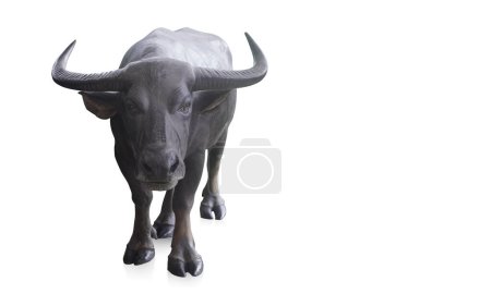 Photo for Front view, black buffalo are standing and looking on white background, animal, object, food, decor, banner, template, copy space - Royalty Free Image