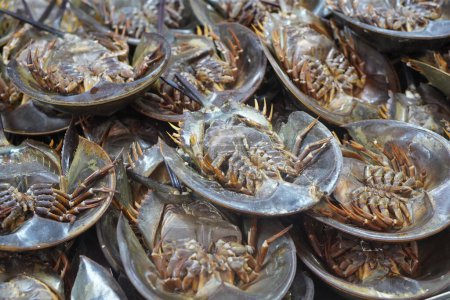 Foto de Vista superior cangrejos de herradura apilados uno encima del otro, alimentos, animales, mariscos, fondo - Imagen libre de derechos
