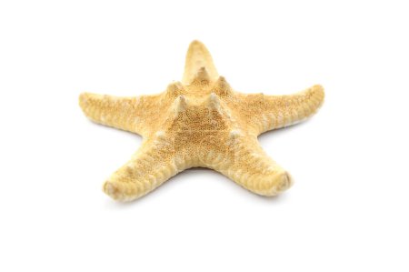 Foto de Estrella de mar seca sobre un fondo blanco. De cerca.. - Imagen libre de derechos