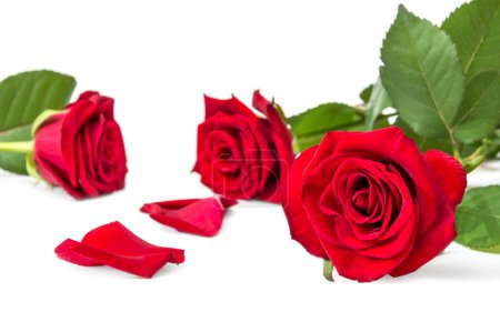 Téléchargez les photos : Roses rouges avec pétales sur un blanc. Carte de voeux. - en image libre de droit