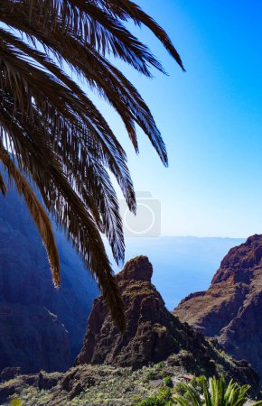 A stunning photo of a palm tree in the foreground with a majestic mountain in the background, captured in Masca Valley, Tenerife.