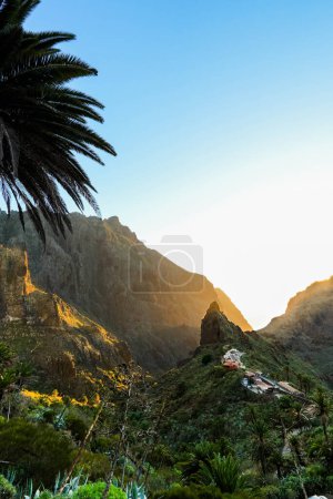 A palm tree stands in striking contrast to the surrounding mountain range in Masca Valley, Tenerife.