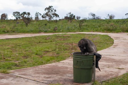 A solitary baboon is pictured intently searching through a green trash bin, possibly for food, with an expanse of green open space and cloudy skies in the background.