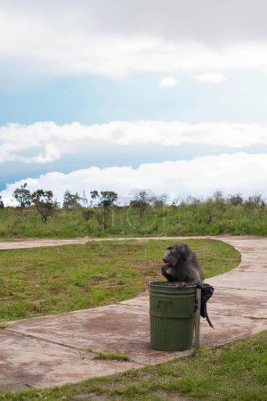 Ein Affe hockt auf dem Deckel eines Mülleimers und isst und zeigt Neugier und Interaktion mit von Menschen geschaffenen Objekten.