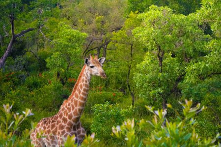 A giraffe is seen standing gracefully amidst the verdant foliage of the Kruger National Park forest, blending seamlessly with its natural surroundings.