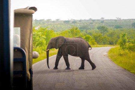 Ein afrikanischer Elefant schlendert über eine asphaltierte Straße in einer saftigen, grünen Savannenlandschaft und kommt dabei eng an einem im Vordergrund sichtbaren Teil eines Safarifahrzeugs vorbei, was eine heitere Begegnung in freier Wildbahn unterstreicht..