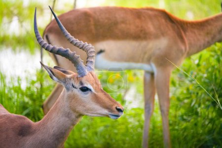 Two impala antelopes are standing next to each other in a savanna. Their slender bodies and curved horns are prominently displayed.