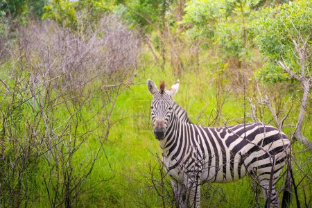 Ein Zebra steht in der Mitte einer lebendigen grünen Wiese, umgeben von üppigem Gras und unter einem klaren Himmel an einem sonnigen Tag.