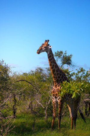 A tall giraffe is standing gracefully in a vibrant green field, surrounded by rich vegetation under a clear sky.
