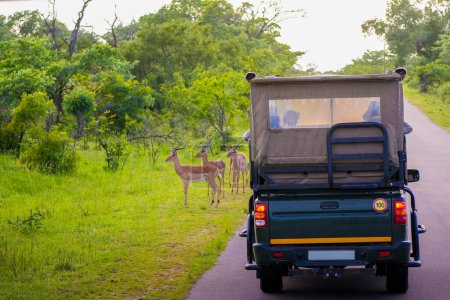 Ein Safari-Fahrzeug steht auf einer Straße im Kruger-Nationalpark, Touristen beobachten eine Gruppe Impalas, die in der Nähe weiden. Das üppige Grün und die ruhige Umgebung deuten auf eine Begegnung mit Wildtieren am frühen Morgen oder späten Nachmittag in diesem berühmten südafrikanischen