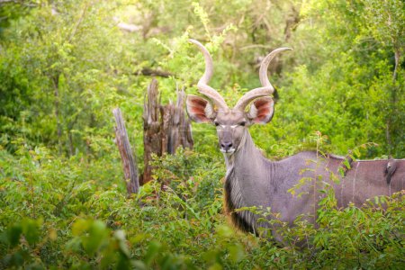 A stately kudu antelope, with its signature long, twisted horns and striking facial markings, stands alert amidst the lush greenery of a dense thicket. The antelopes keen gaze and the quiet of the surrounding foliage suggest a tranquil moment in its 