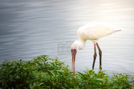 An African spoonbill, a white bird with a long bill, is standing gracefully on top of a vibrant, green field filled with lush vegetation.