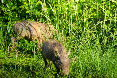 A warthog stands in the tall, vibrant green grass of the African savanna, bathed in the soft light of the morning sun. The animal is foraging peacefully, its distinct tusks and coarse bristles visible as it enjoys the tranquility of dawn.