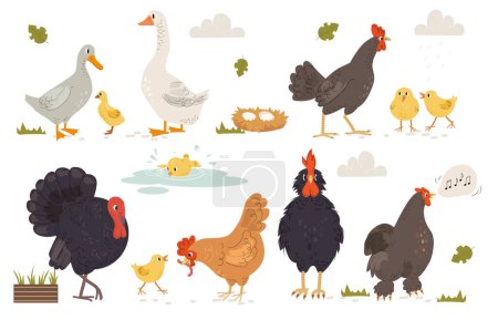 Illustration for Set of Farm birds. Feathered animals backyard dwellers. Chicken, rooster, geese, ducks, turkeys and eggs. Agriculture and farming. Cartoon flat vector collection isolated on white background - Royalty Free Image