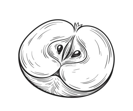 Ilustración de Mitad manzana dibujada a mano. Alimentación saludable, nutrición adecuada y dieta vegetariana. Creatividad y arte, dibujo a lápiz. Producto natural y ecológico. Cartel o pancarta. Dibujos animados ilustración vector plano - Imagen libre de derechos