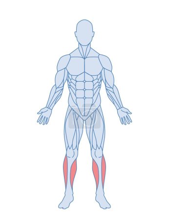 Illustration for Male muscle anatomy. Body with tibialis anterior and peroneal muscles highlighted in red. Training and Workout. Design element for sports poster. Cartoon flat vector illustration isolated on white - Royalty Free Image