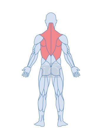 Illustration for Male muscle anatomy. Body of man with red highlighted back muscles. Trapezius and latissimus dorsi muscle training. Design element for infographics. Cartoon flat vector illustration isolated on white - Royalty Free Image