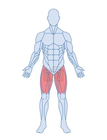 Illustration for Male muscle anatomy concept. Body with thigh muscles highlighted in red. Quadriceps and adductor femoris, sartorius. Design element for infographics. Cartoon flat vector illustration isolated on white - Royalty Free Image