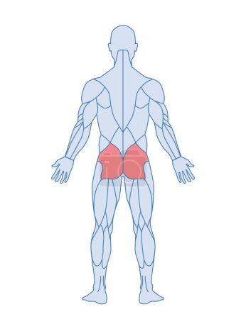 Illustration for Male muscle anatomy concept. Character figure with highlighted gluteus maximus muscles. Training or workout. Design element for medical encyclopedia. Cartoon flat vector illustration isolated on white - Royalty Free Image