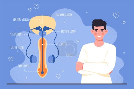 Illustration for Male reproductive system. Sex education infographic. Biology and anatomy. Man with structure of his genitalia. Urology, venereology and health care. Cartoon flat vector illustration - Royalty Free Image