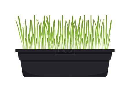 Illustration for Evergreen green sprouts in pot concept. Decor and interior elements for apartments and houses. Floristry and botany, agriculture. Cartoon flat vector illustration isolated on white background - Royalty Free Image