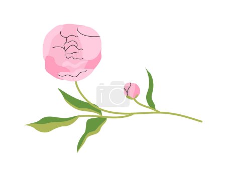 Illustration for Pink elegant peony concept. Beautiful flower. Symbol of summer and spring seasons. Gift for wedding or valentines day. Cartoon flat vector collection isolated on white background - Royalty Free Image